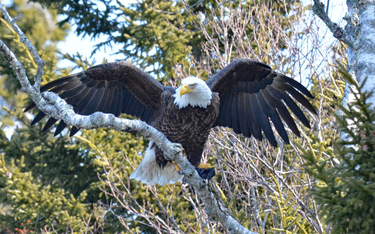 Bald Eagle - Michael J Good