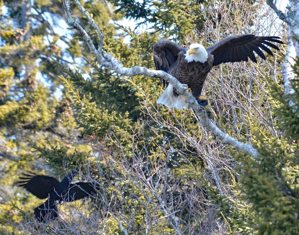 Weißkopf-Seeadler - ML615363120