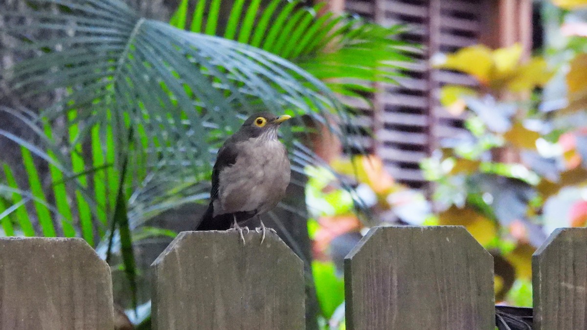 Spectacled Thrush - ML615363151