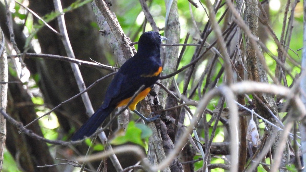 St. Lucia Oriole - ML615363166