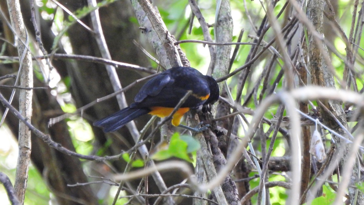 St. Lucia Oriole - ML615363167