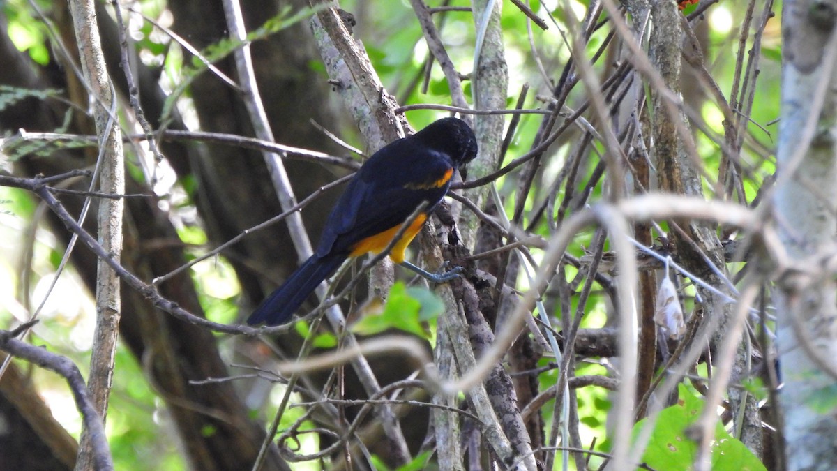 Oriole de Sainte-Lucie - ML615363168