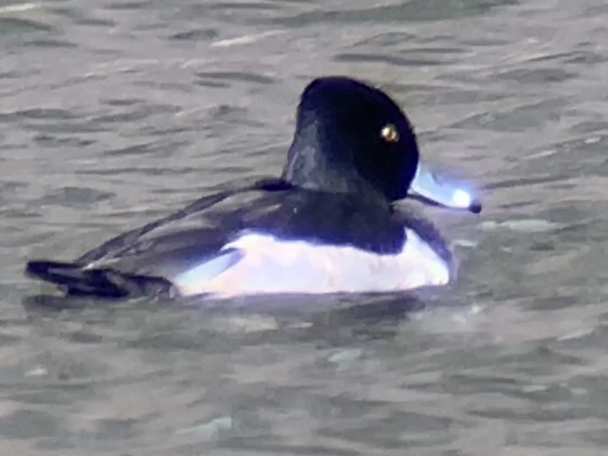 Ring-necked Duck - ML615363169