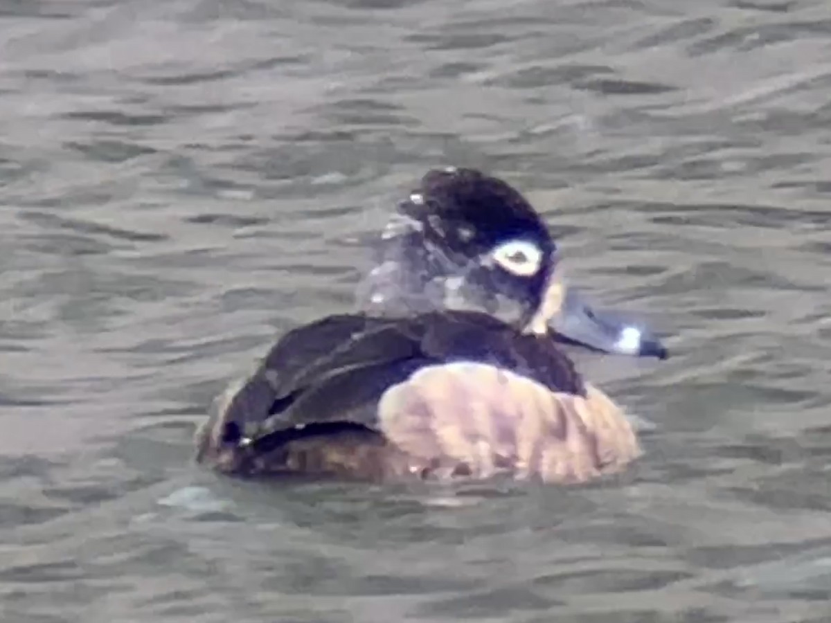 Ring-necked Duck - ML615363170