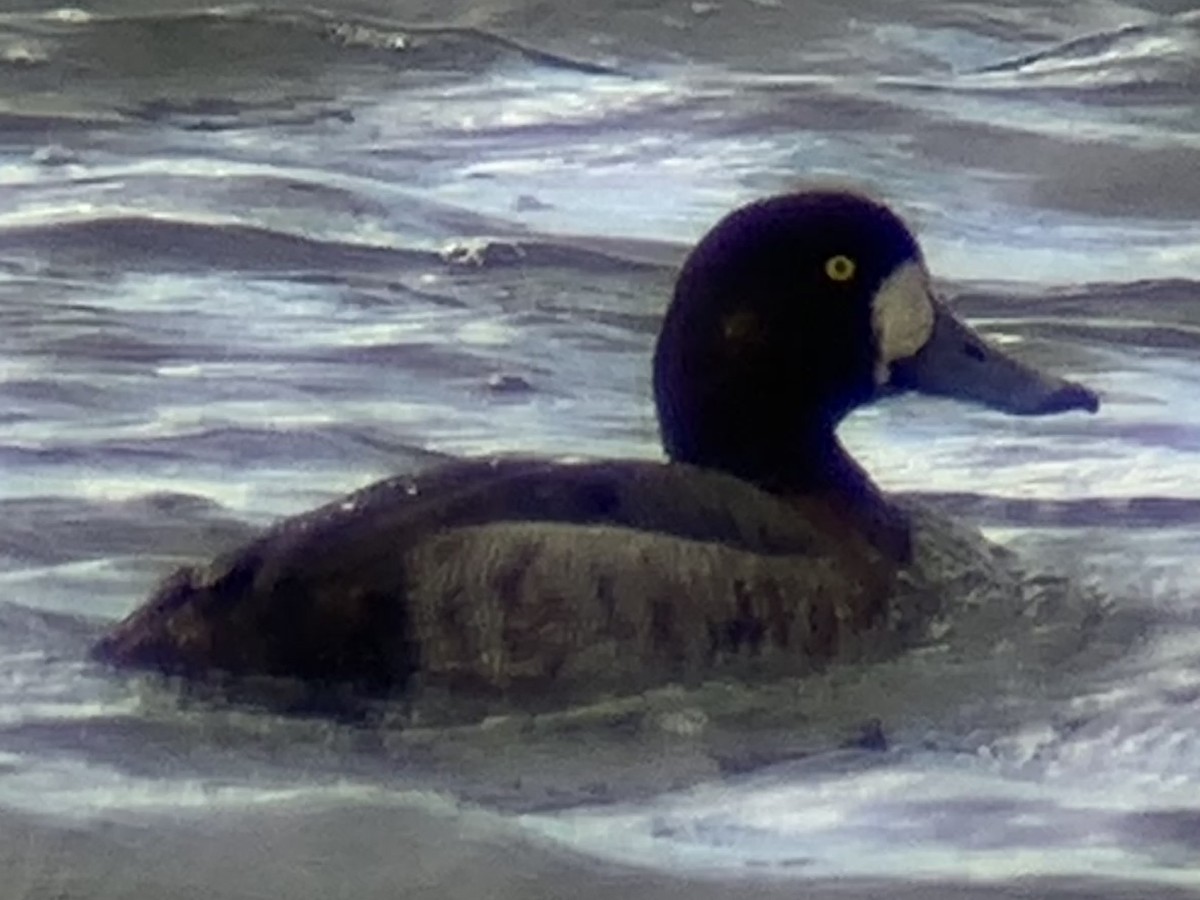 Greater Scaup - ML615363191