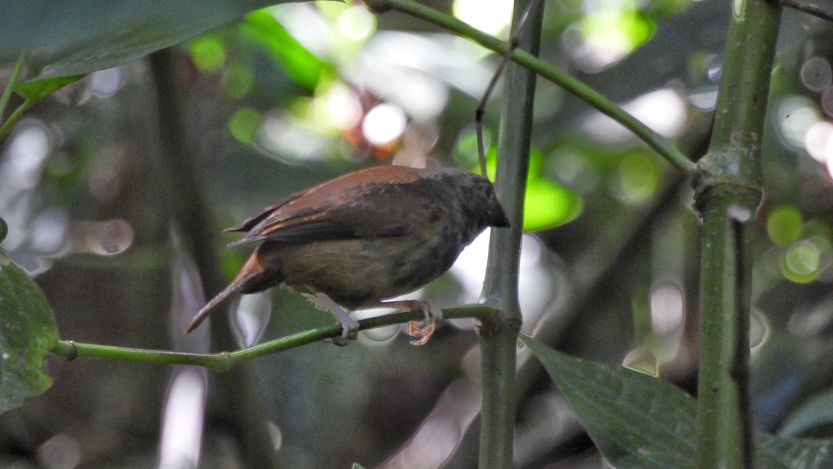 St. Lucia Black Finch - ML615363196