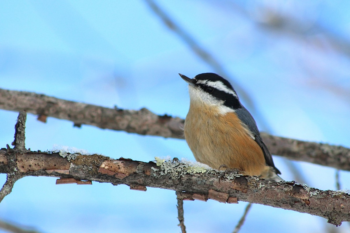 Red-breasted Nuthatch - ML615363206