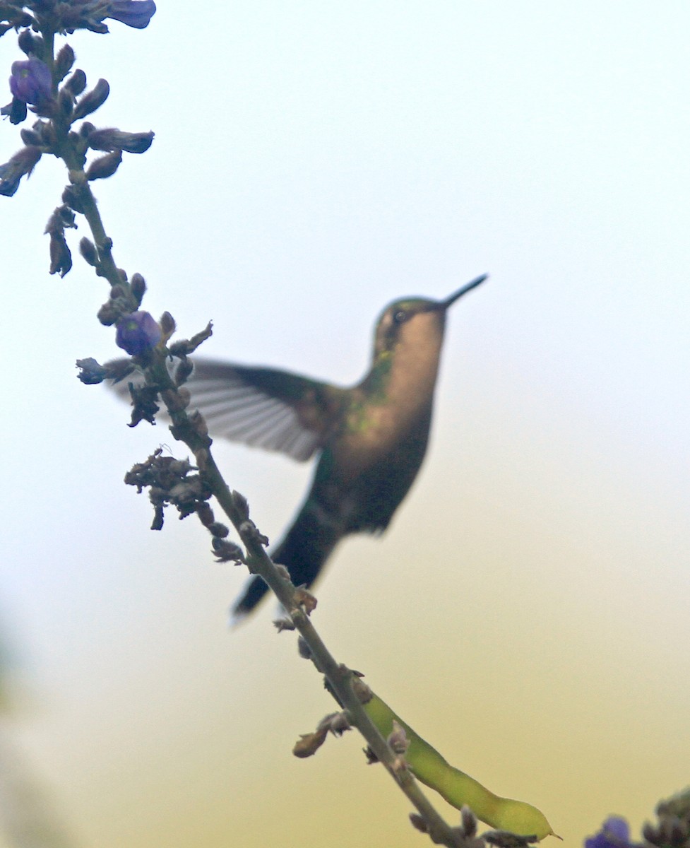 Golden-crowned Emerald - ML615363213