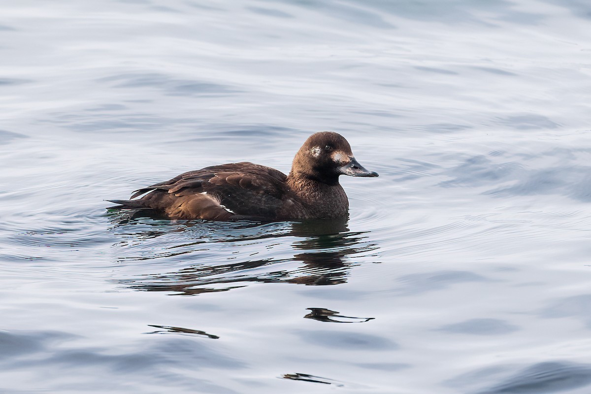 Velvet Scoter - ML615363223