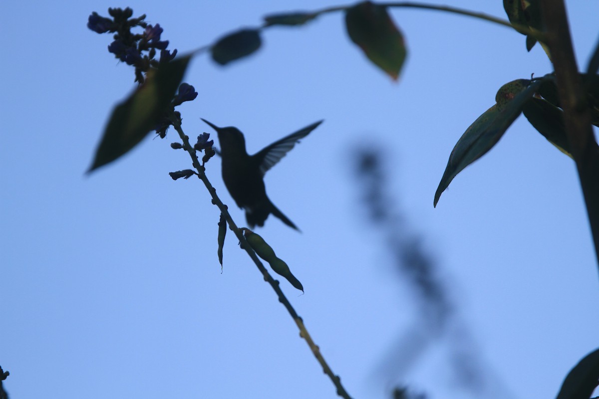 kolibřík zlatohlavý - ML615363224