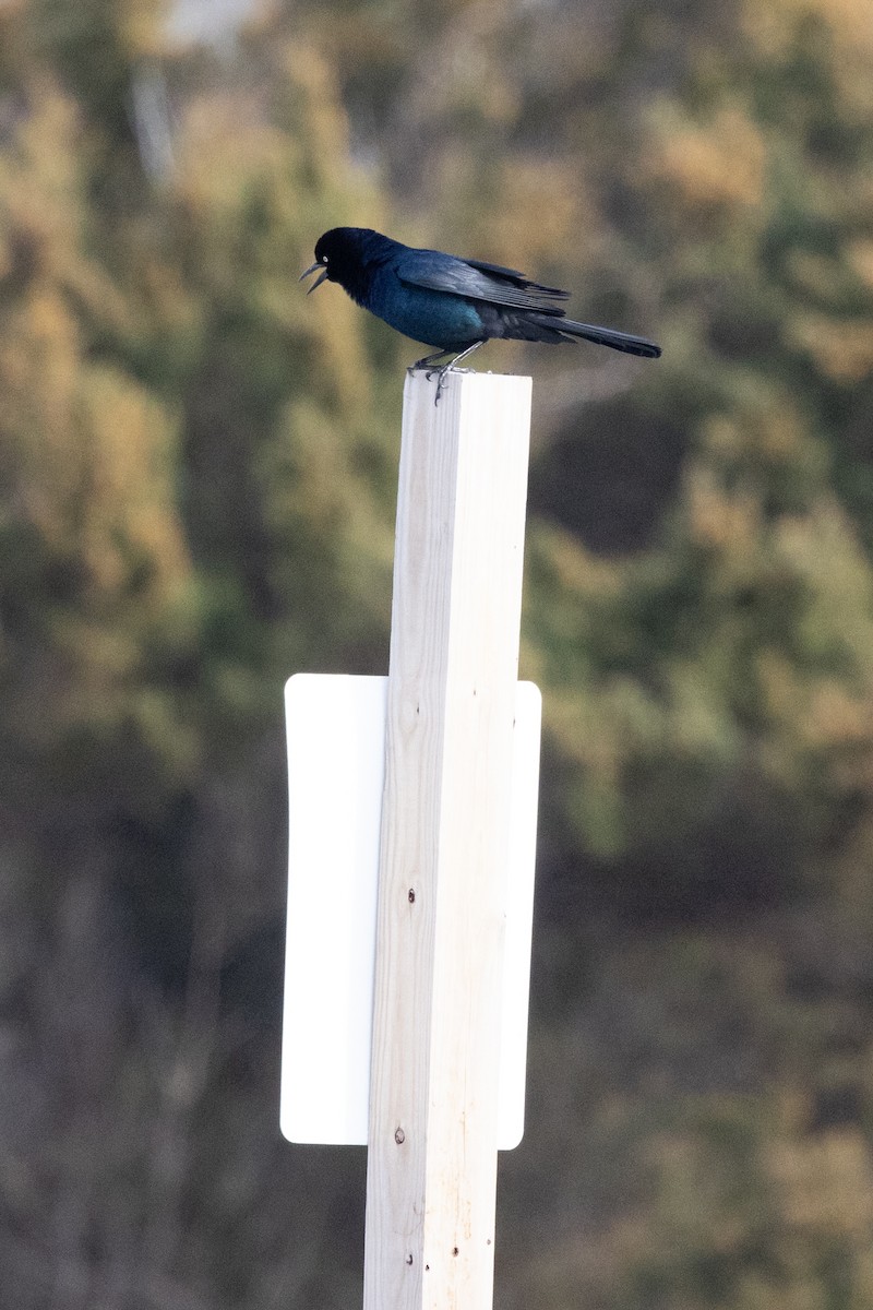 Boat-tailed Grackle - ML615363256