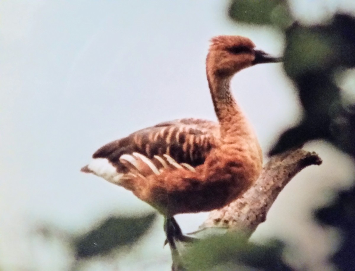 Fulvous Whistling-Duck - ML615363313
