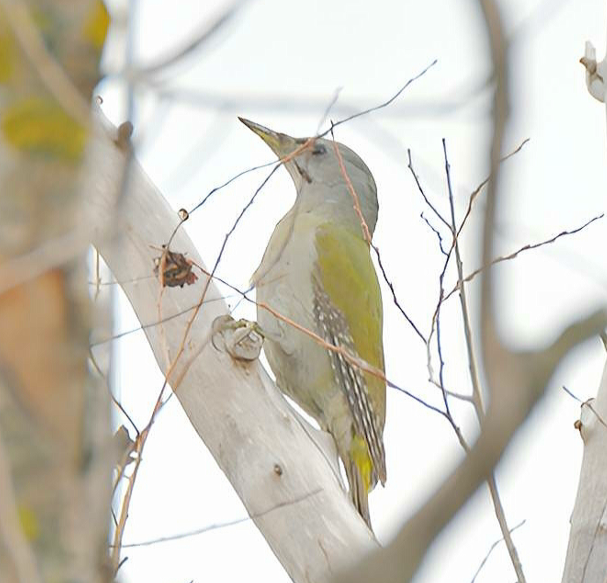 Gray-headed Woodpecker - Claudio Danesi