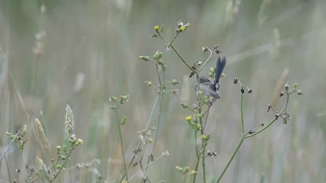 Superb Fairywren - ML615363322