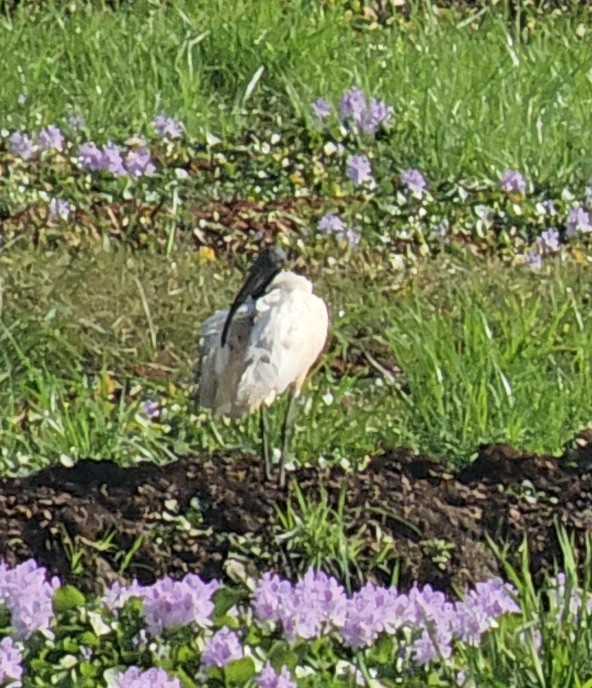 Black-headed Ibis - ML615363331