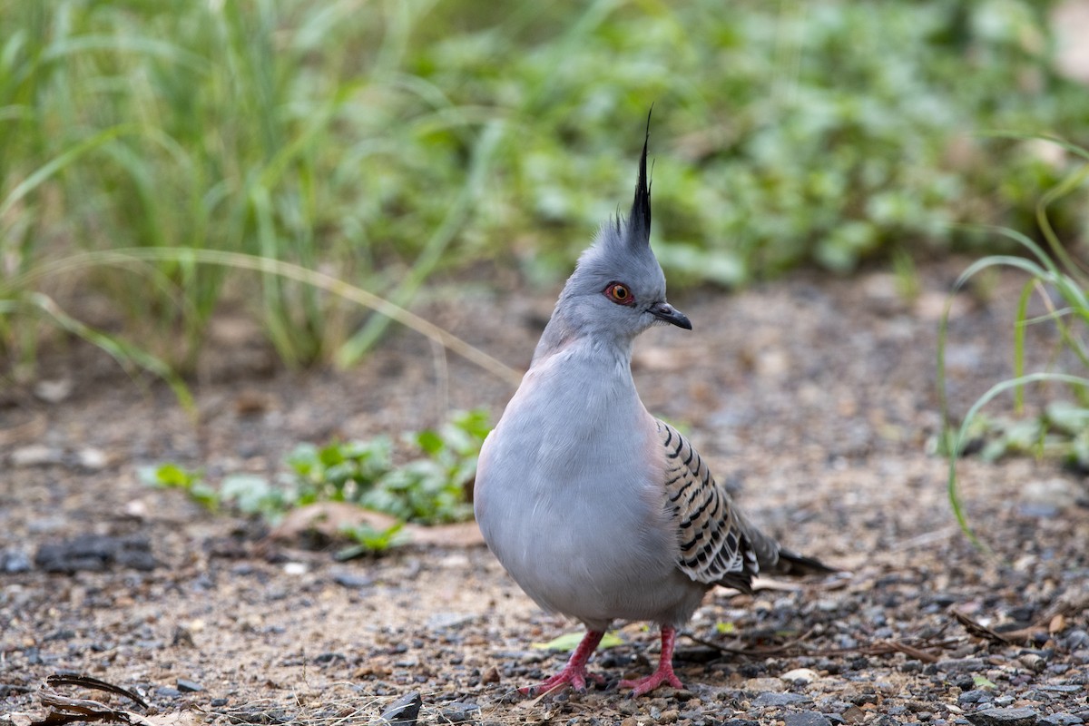 Crested Pigeon - James Petersen