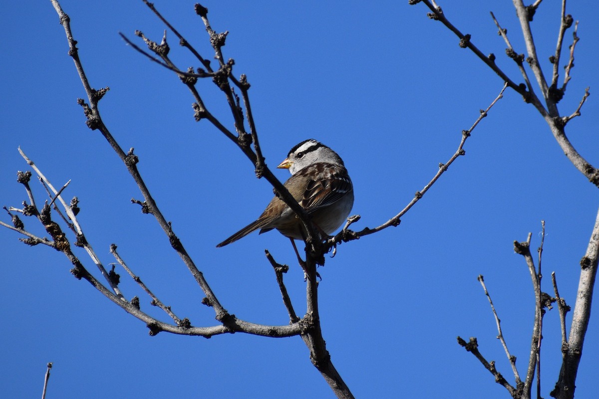 White-crowned Sparrow - Parker Allie