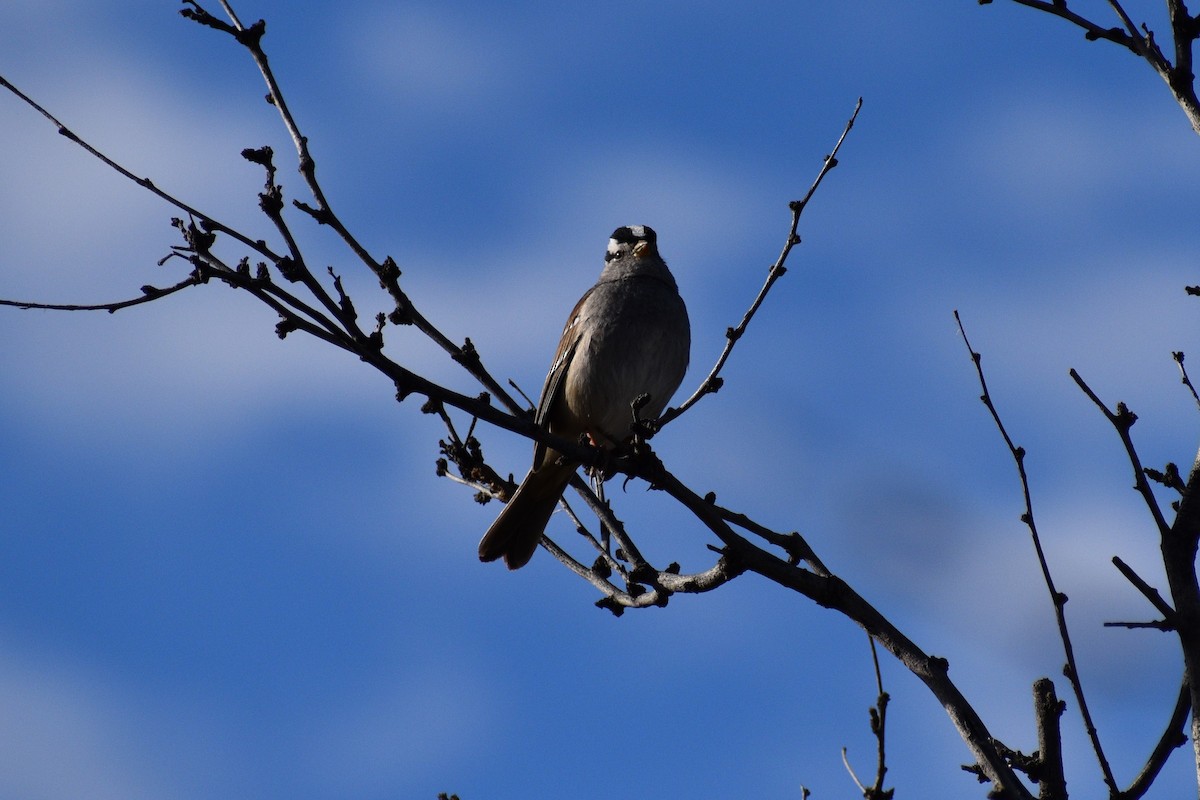 White-crowned Sparrow - Parker Allie