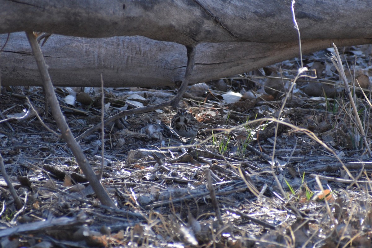 Song Sparrow - Parker Allie