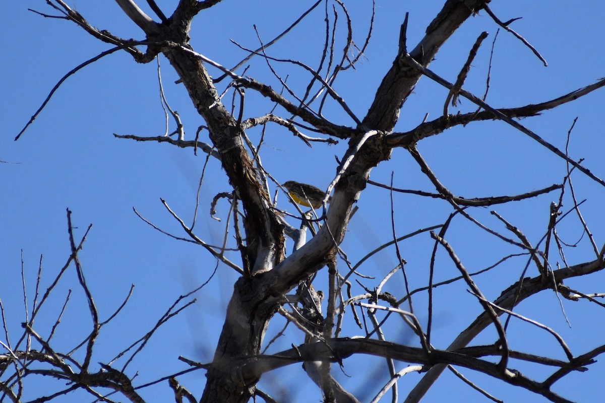 Western Meadowlark - Parker Allie