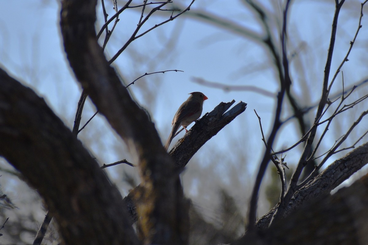 Northern Cardinal - ML615363438