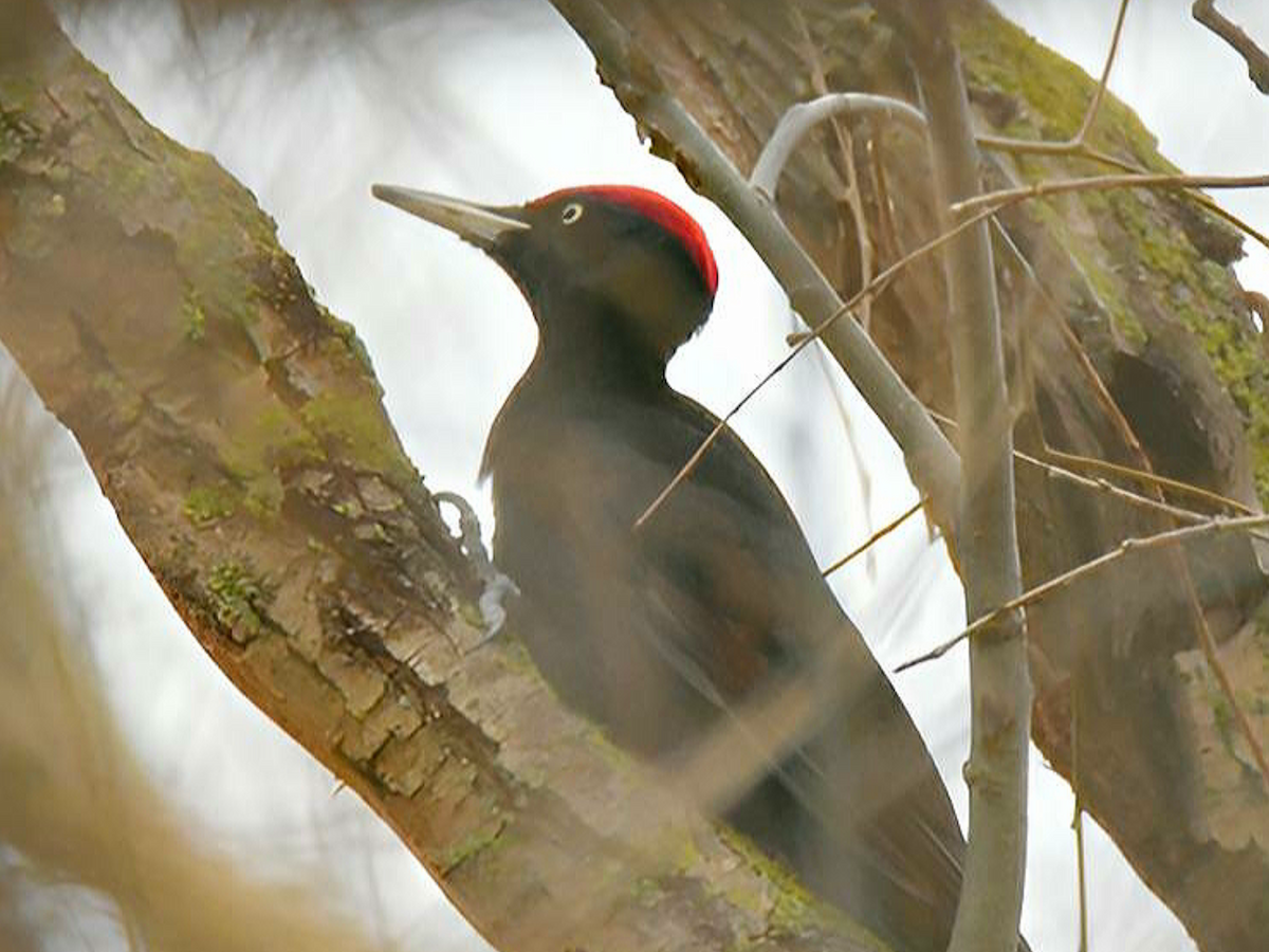 Black Woodpecker - Claudio Danesi