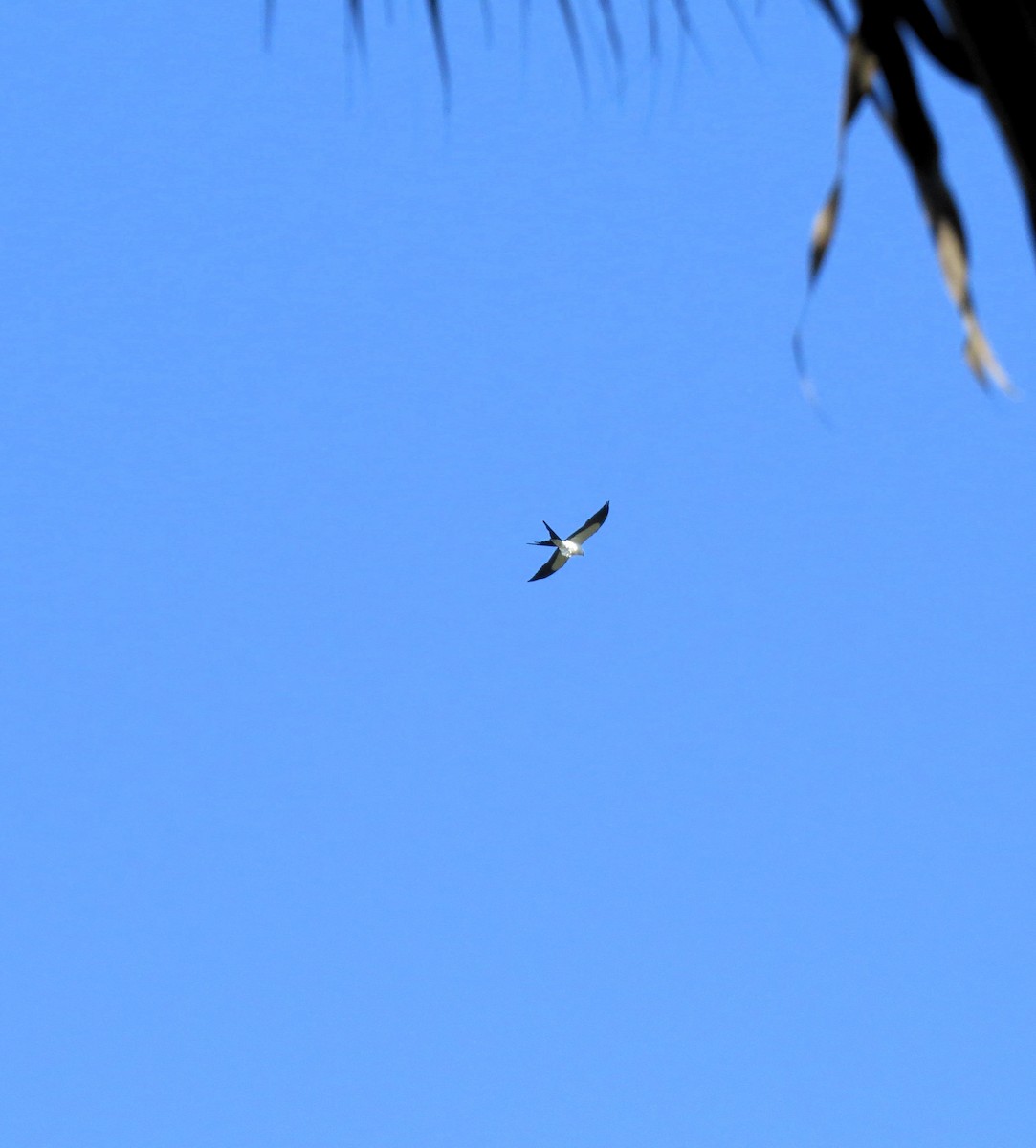 Swallow-tailed Kite - ML615363547