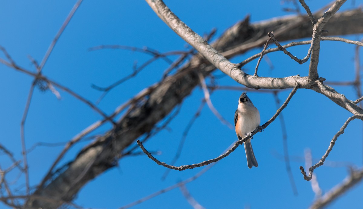 Tufted Titmouse - ML615363589