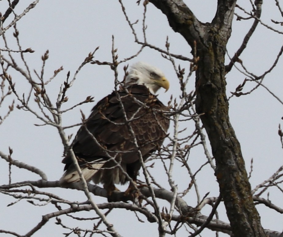 Bald Eagle - ML615363674