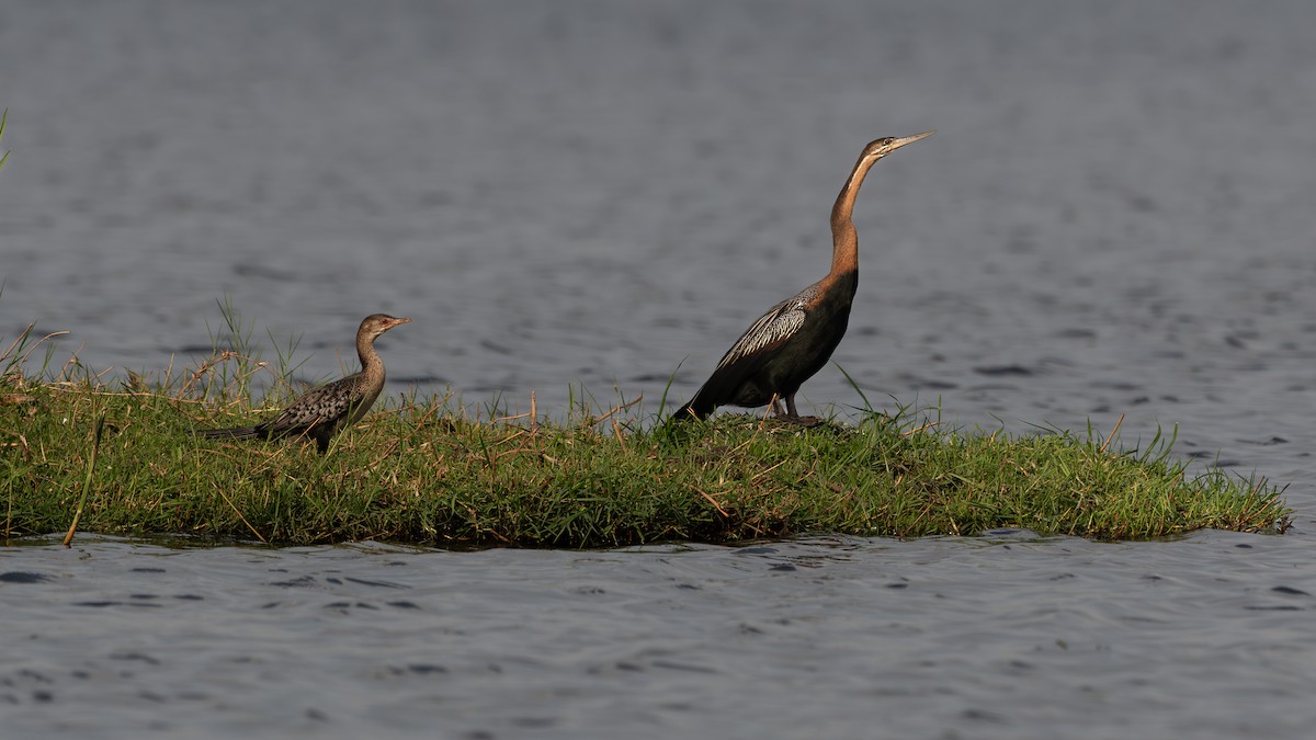 Cormorán Africano - ML615363690