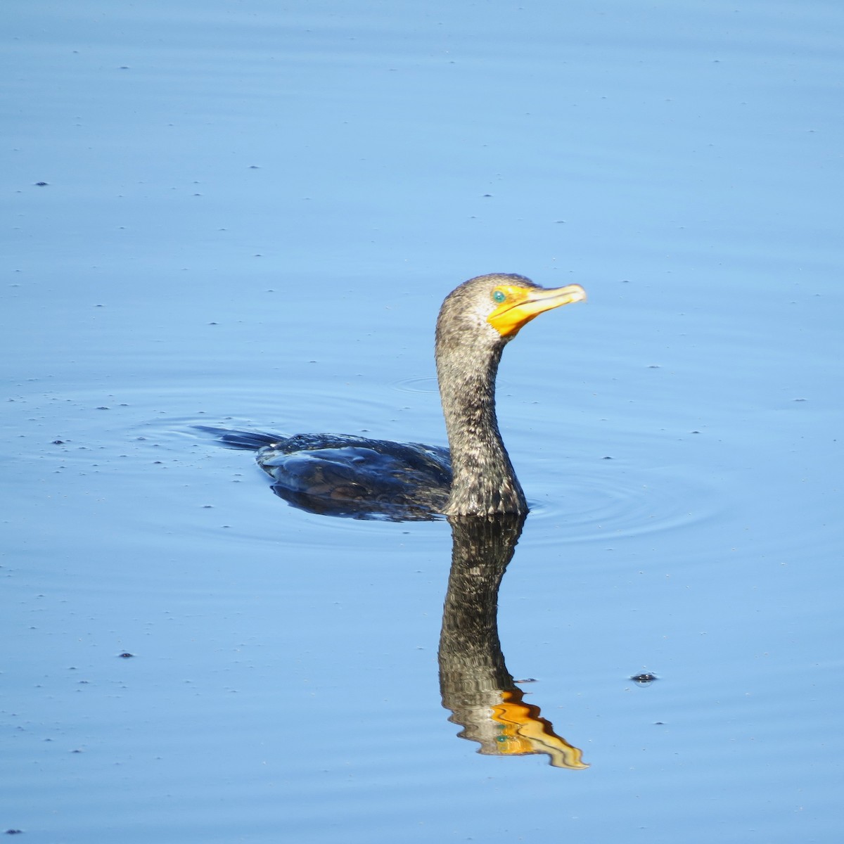 Double-crested Cormorant - Herb Myers