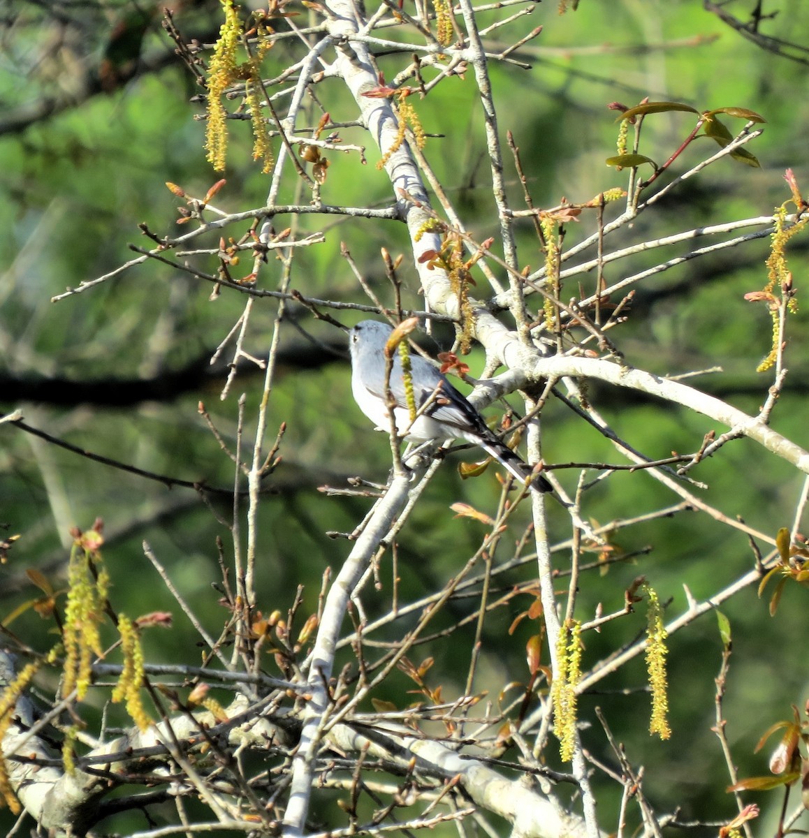 Blue-gray Gnatcatcher - Herb Myers