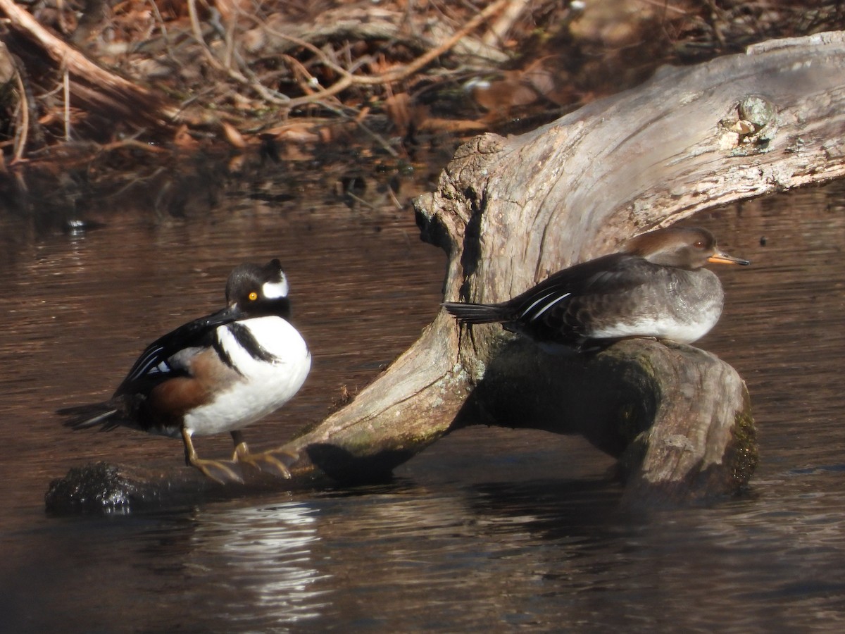 Hooded Merganser - ML615363763