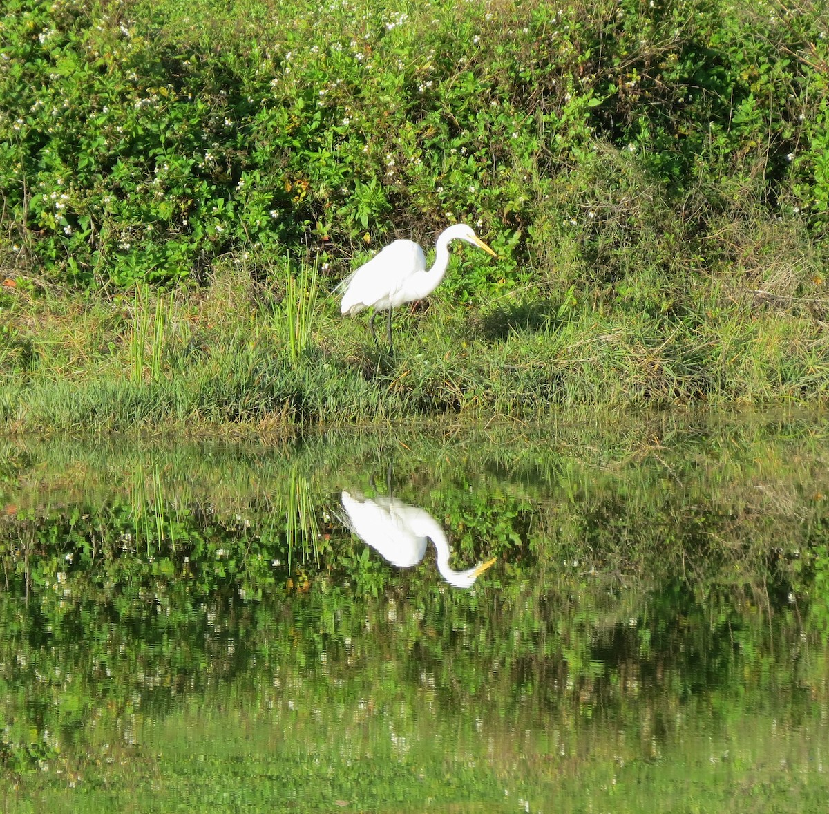 Great Egret - Herb Myers