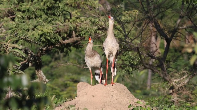 Red-legged Seriema - ML615363819