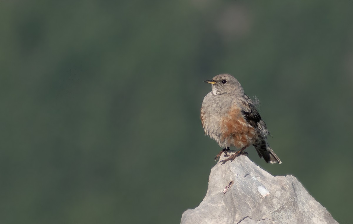 Alpine Accentor - ML615363842