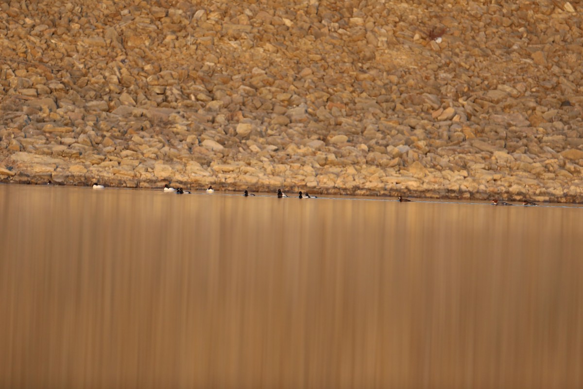 Greater Scaup - Caleb Nelson