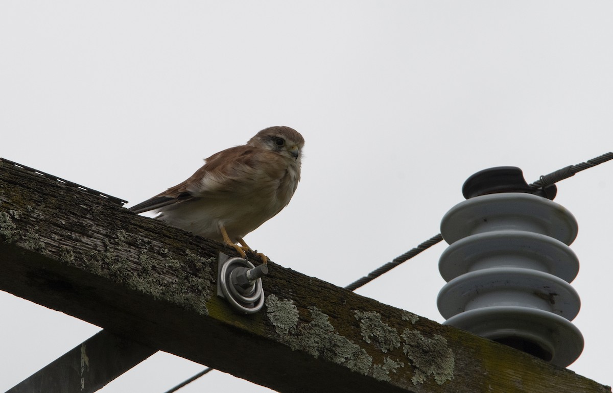 Cernícalo Australiano - ML615363893