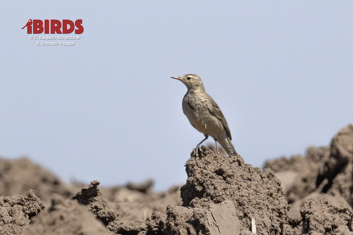 American Pipit - C. Salgado-Miranda & E. Soriano-Vargas