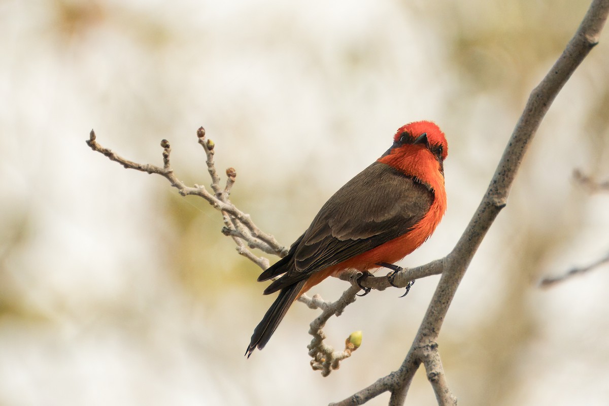 Vermilion Flycatcher - ML615364023