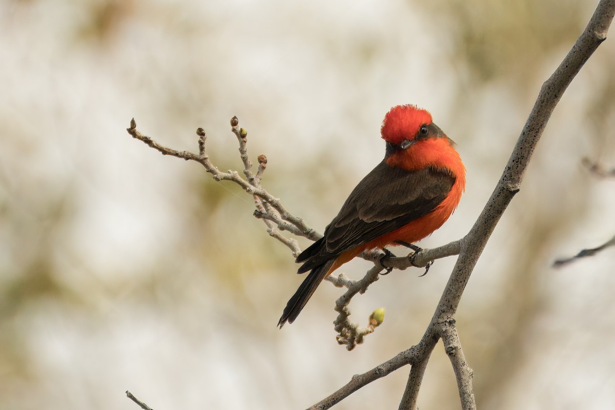 Vermilion Flycatcher - Alexander Yan