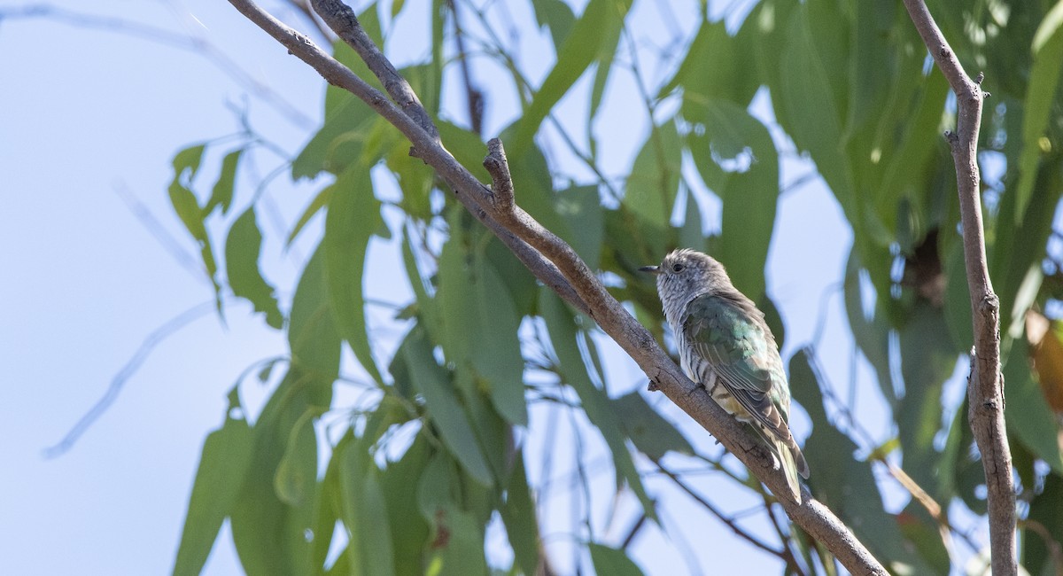 Shining Bronze-Cuckoo - James Petersen