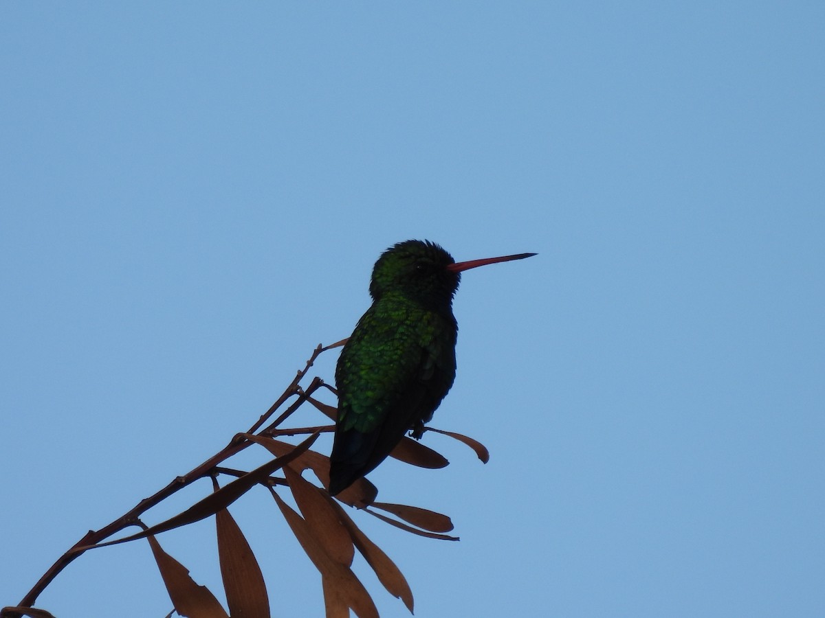 Glittering-bellied Emerald - Laura Bianchi