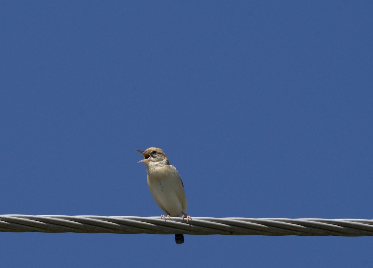 Golden-headed Cisticola - ML615364158