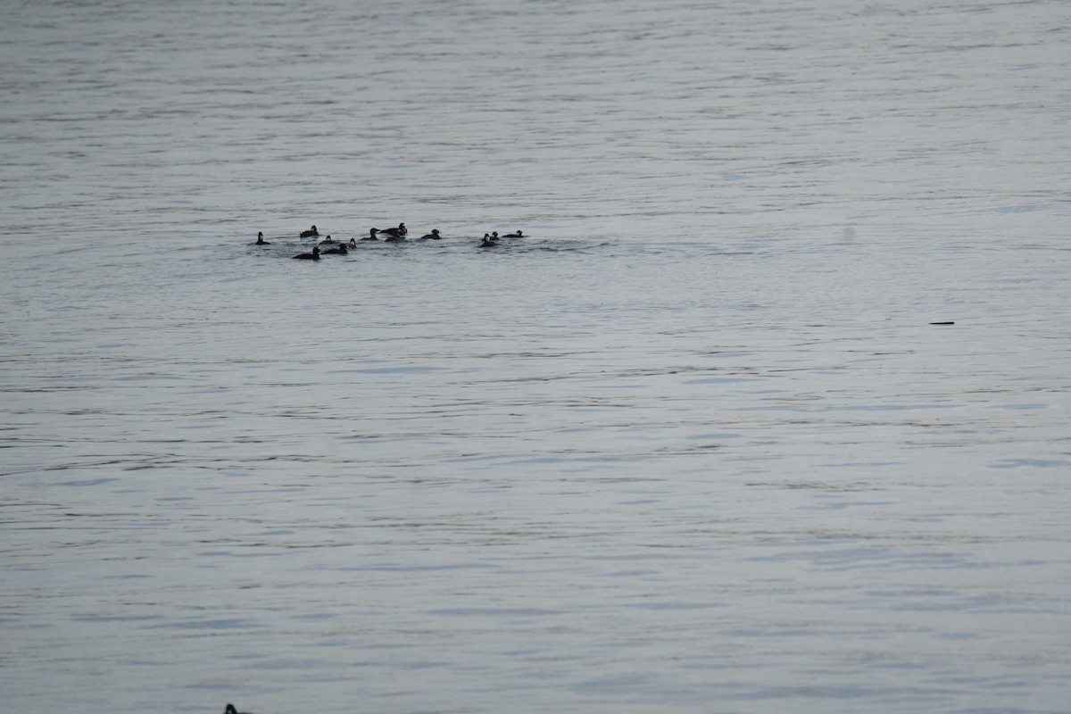 Surf Scoter - ML615364180