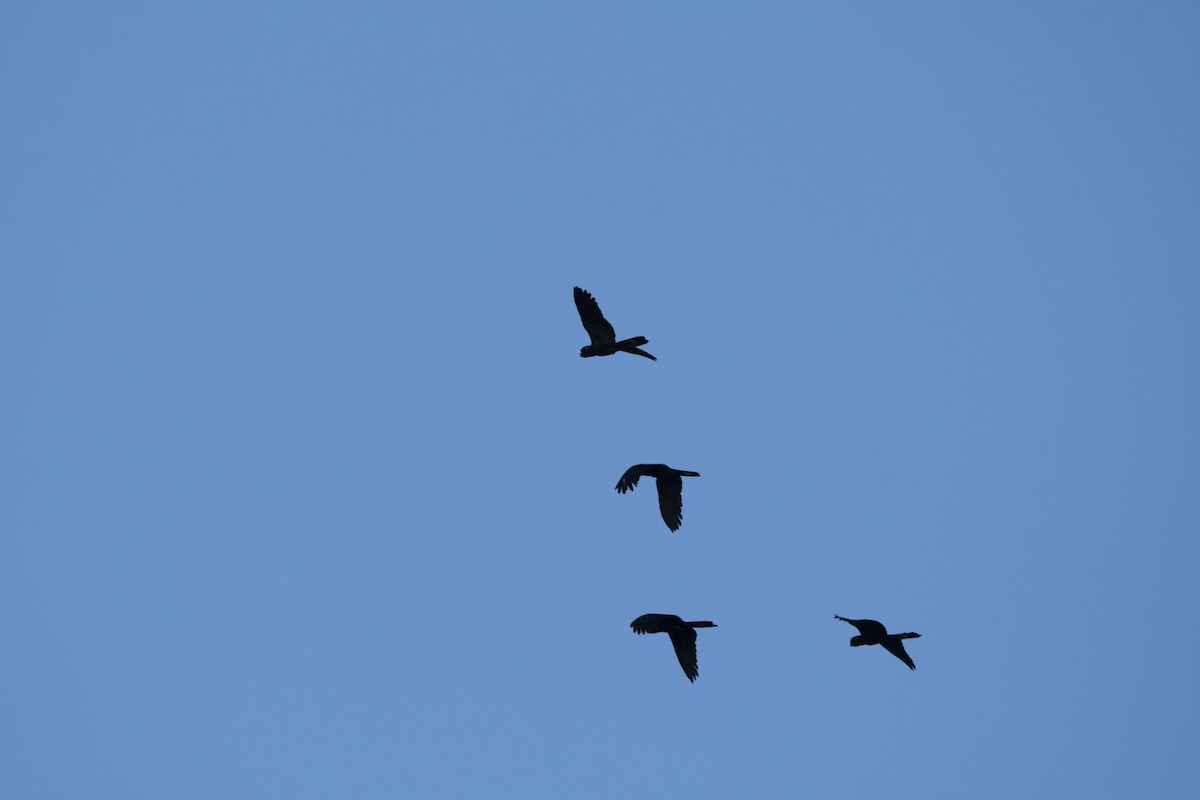 Yellow-tailed Black-Cockatoo - ML615364190