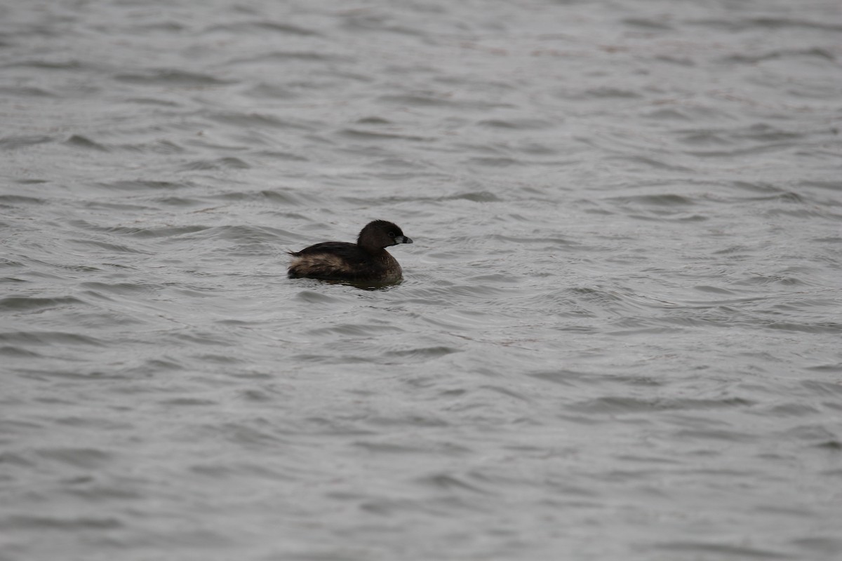 Pied-billed Grebe - ML615364236