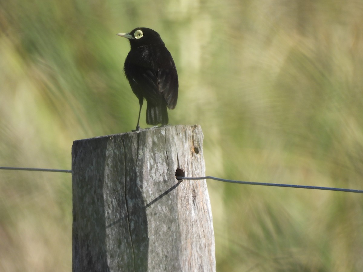 Spectacled Tyrant - Laura Bianchi