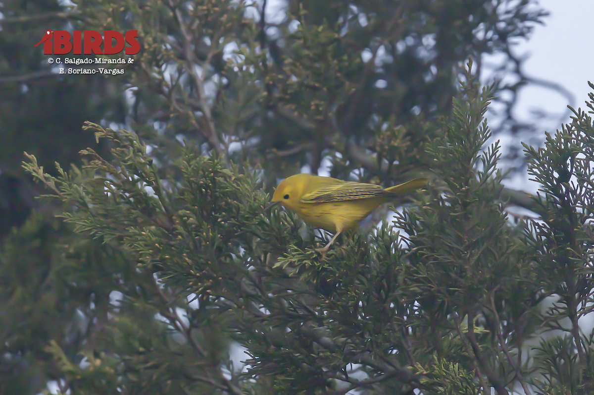 Yellow Warbler - C. Salgado-Miranda & E. Soriano-Vargas