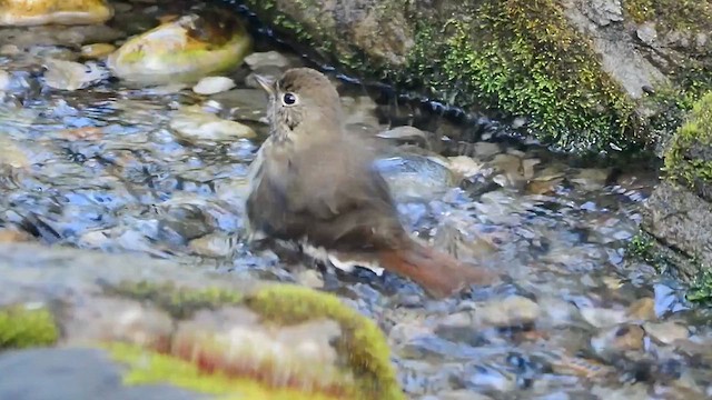 Hermit Thrush - ML615364291